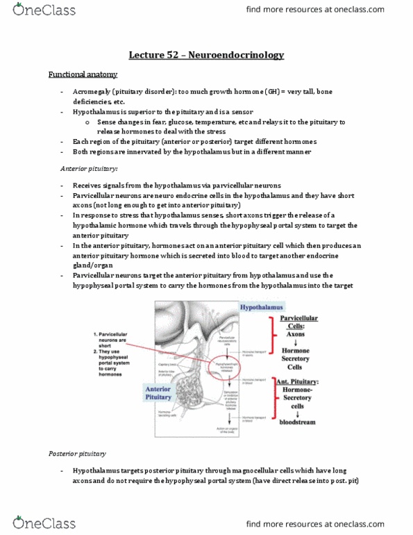 Physiology 3120 Lecture Notes - Lecture 52: Growth Hormone–Releasing Hormone, Hypophyseal Portal System, Anterior Pituitary thumbnail