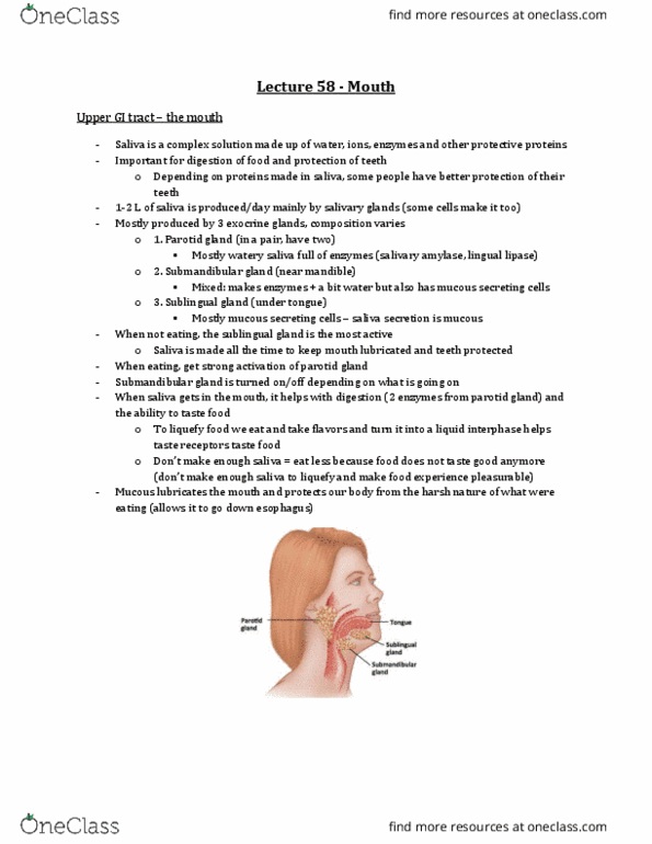 Physiology 3120 Lecture Notes - Lecture 58: Parotid Gland, Submandibular Gland, Sublingual Gland thumbnail