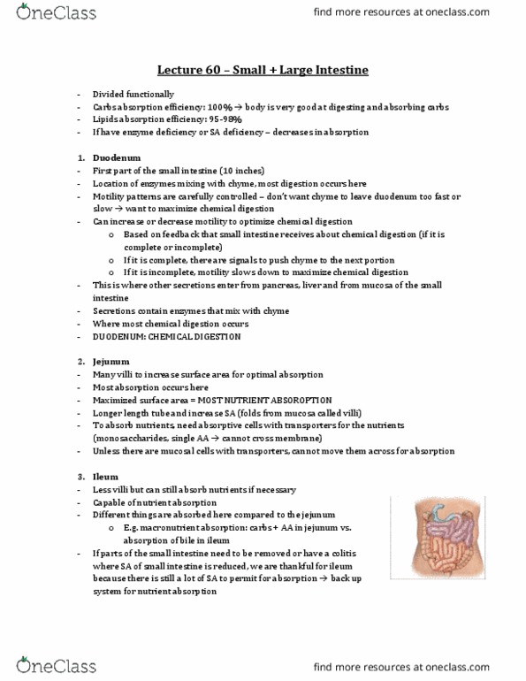 Physiology 3120 Lecture Notes - Lecture 60: Intestinal Gland, Goblet Cell, Chyme thumbnail