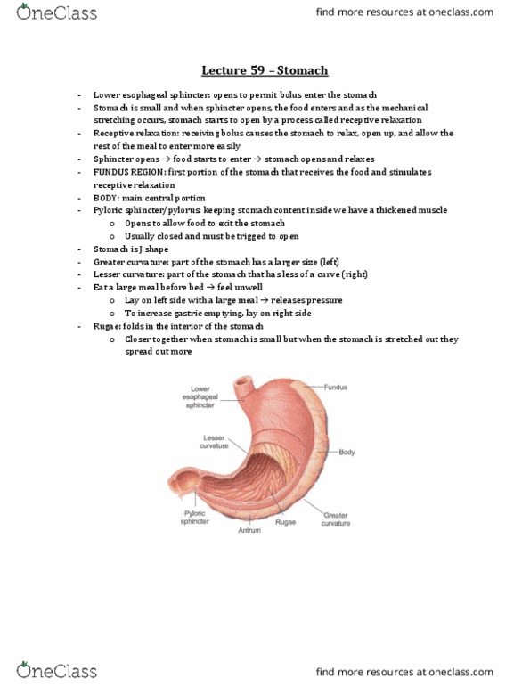 Physiology 3120 Lecture Notes - Lecture 59: Esophagus, Greater Omentum, Curvatures Of The Stomach thumbnail