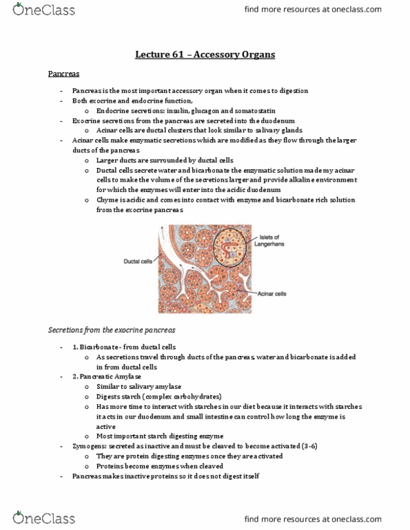 Physiology 3120 Lecture Notes - Lecture 61: Pancreatic Lipase Family, Pancreatic Duct, Common Bile Duct thumbnail