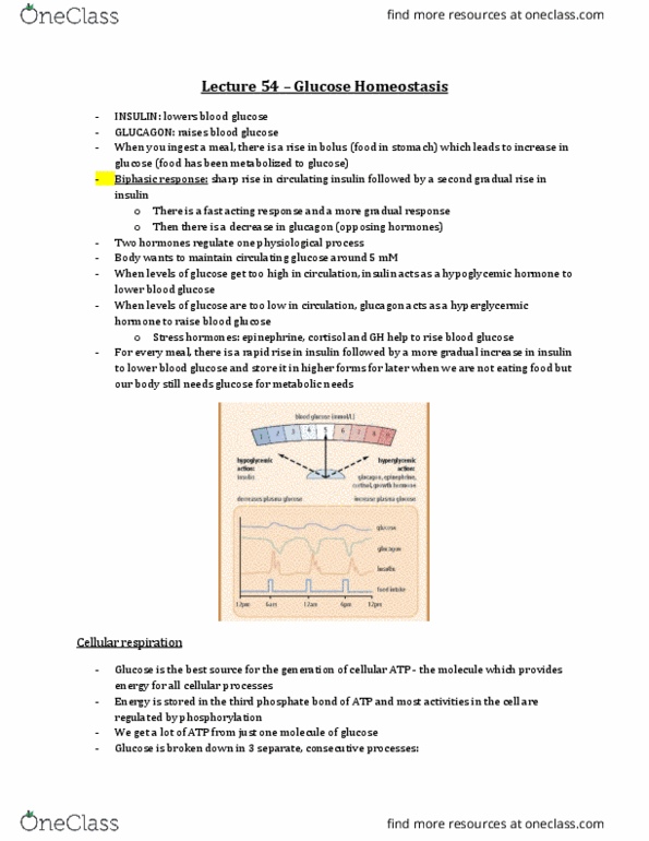 Physiology 3120 Lecture Notes - Lecture 54: Pancreatic Polypeptide, Glucagon Receptor, Insulin Receptor thumbnail