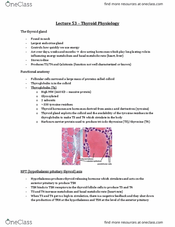 Physiology 3120 Lecture Notes - Lecture 53: Thyrotropin-Releasing Hormone, Basal Metabolic Rate, Thyroid thumbnail