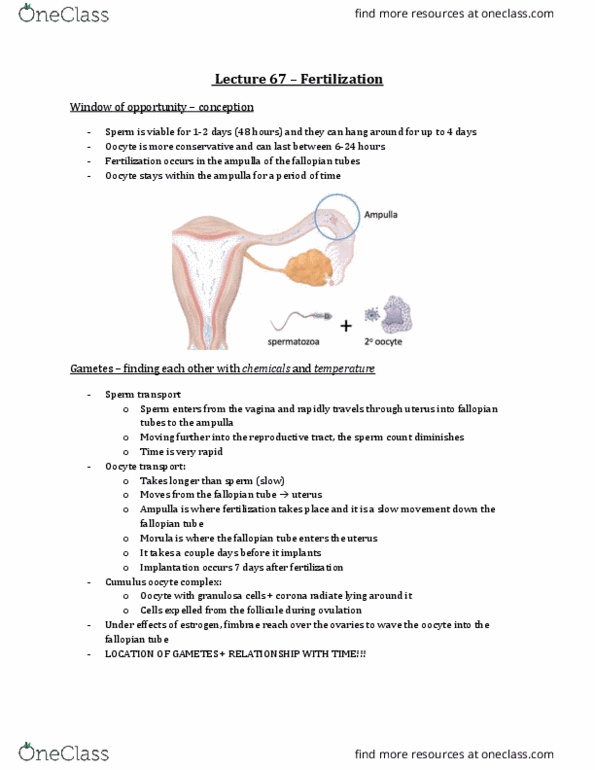 Physiology 3120 Lecture Notes - Lecture 67: Fallopian Tube, Ampulla, Semen Analysis thumbnail
