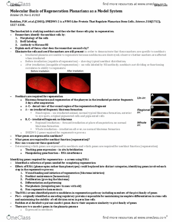 LIFESCI 2A03 Lecture Notes - Lecture 7: In Situ Hybridization, Blastema, Piwi thumbnail