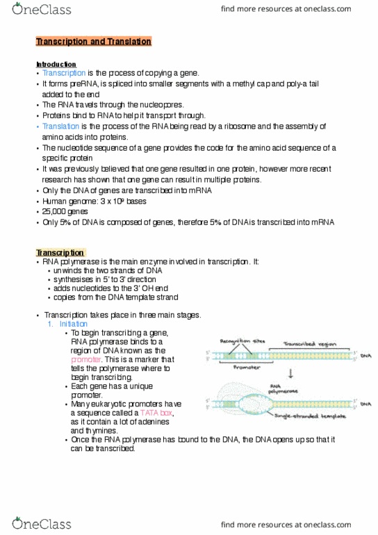 BIO1011 Lecture Notes - Lecture 16: Tata Box, Polyadenylation, Human Genome thumbnail