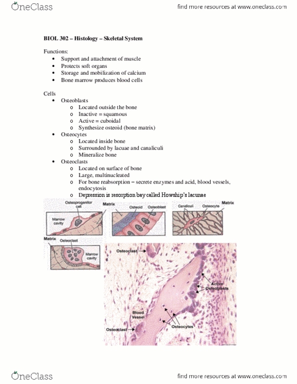 BIOL302 Lecture Notes - Dense Irregular Connective Tissue, Bone Marrow, Osteoid thumbnail