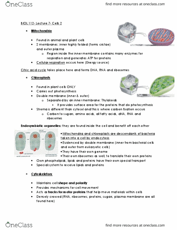 BIOL 112 Lecture Notes - Lecture 2: Carbon Fixation, Mitochondrion, Cytoskeleton thumbnail