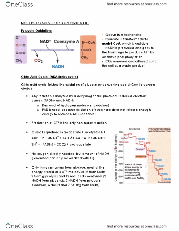BIOL 112 Lecture Notes - Lecture 9: Acetyl-Coa, Oxidative Phosphorylation, Intermembrane Space thumbnail