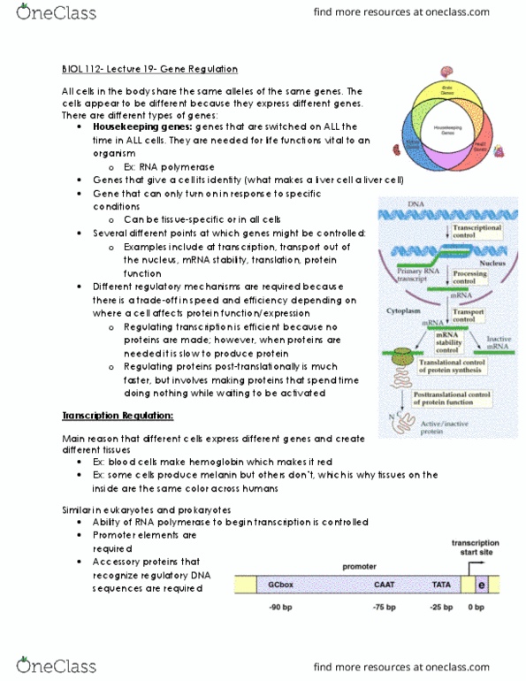 BIOL 112 Lecture Notes - Lecture 8: Regulatory Sequence, Tata-Binding Protein, Caat Box thumbnail