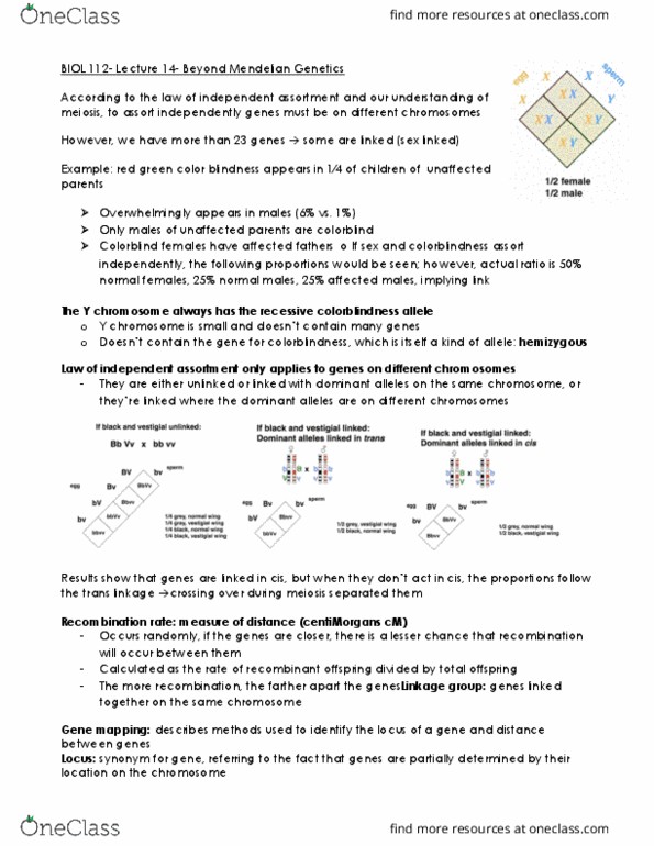 BIOL 112 Lecture Notes - Lecture 12: Mendelian Inheritance, Probability Distribution, Y Chromosome thumbnail