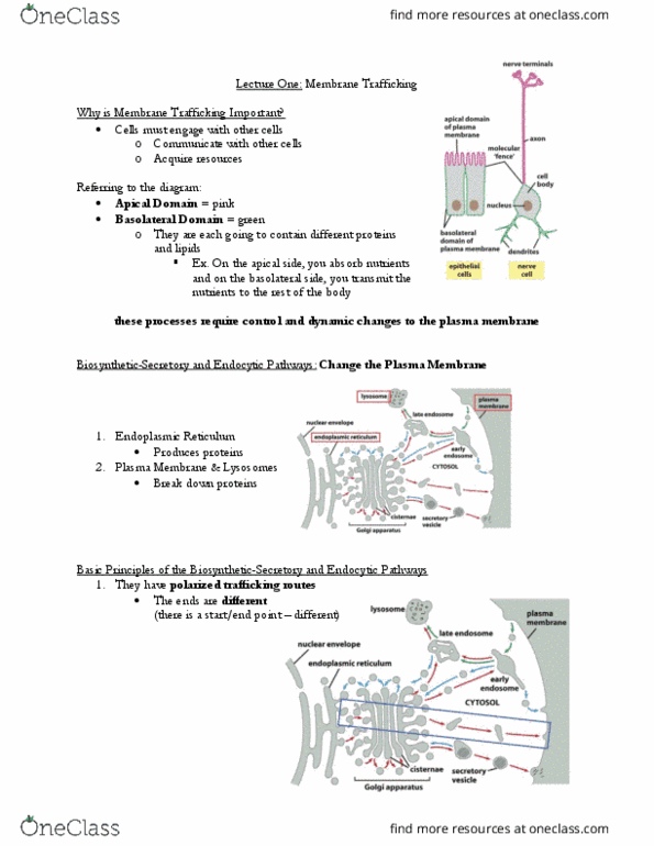 BIO230H1 Lecture Notes - Lecture 1: Endoplasmic Reticulum, Endosome, Exocytosis thumbnail
