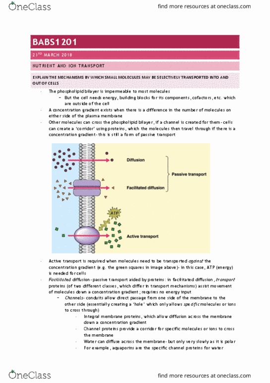BABS1201 Lecture Notes - Lecture 7: Facilitated Diffusion, Passive Transport, Cell Membrane thumbnail