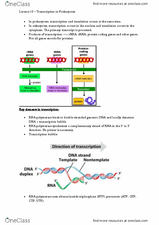 BIOL213 Lecture Notes - Lecture 10: Transcription Bubble, Ribonucleoside, Prokaryote thumbnail