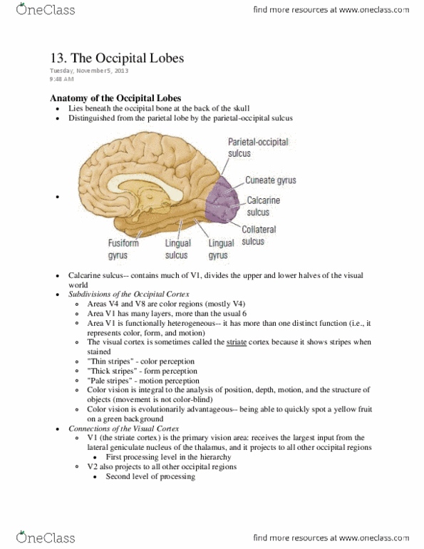 PSYC 3530 Chapter Notes -Superior Temporal Sulcus, Inferior Temporal Gyrus, Calcarine Sulcus thumbnail