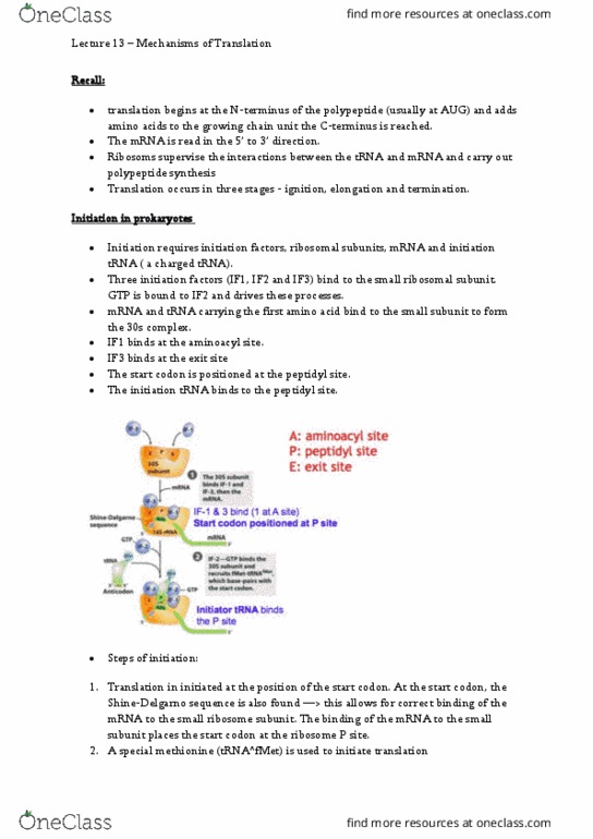 BIOL213 Lecture Notes - Lecture 13: Aminoacyl-Trna, Prokaryotic Translation, Start Codon thumbnail