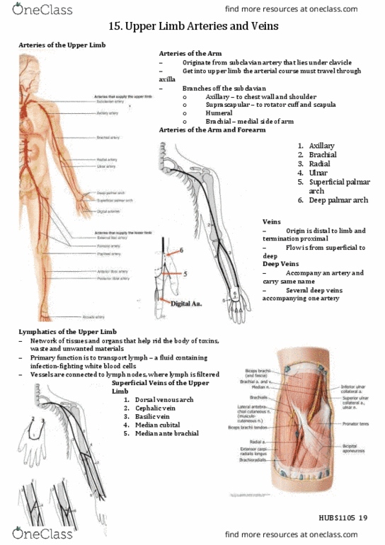 HUBS1105 Lecture Notes - Lecture 15: Deep Palmar Arch, Superficial Palmar Arch, Subclavian Artery thumbnail