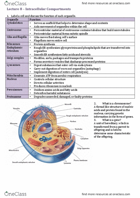 HUBS1403 Lecture Notes - Lecture 8: Spindle Apparatus, Endoplasmic Reticulum, Centrosome thumbnail