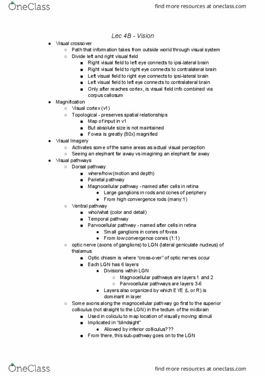 COGS 17 Lecture Notes - Lecture 7: Lateral Geniculate Nucleus, Optic Chiasm, Inferior Temporal Gyrus thumbnail