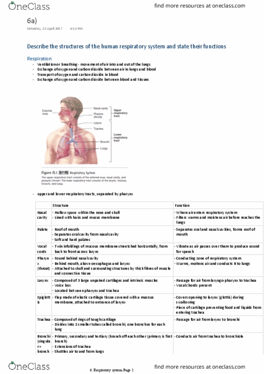 BIOL1003 Lecture Notes - Lecture 6: Elastic Cartilage, Medulla Oblongata, Respiratory Tract thumbnail
