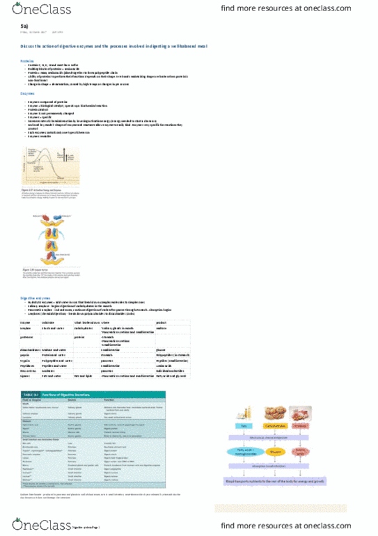 BIOL1003 Lecture Notes - Lecture 5: Pancreatic Lipase Family, Gastric Glands, Stomach thumbnail
