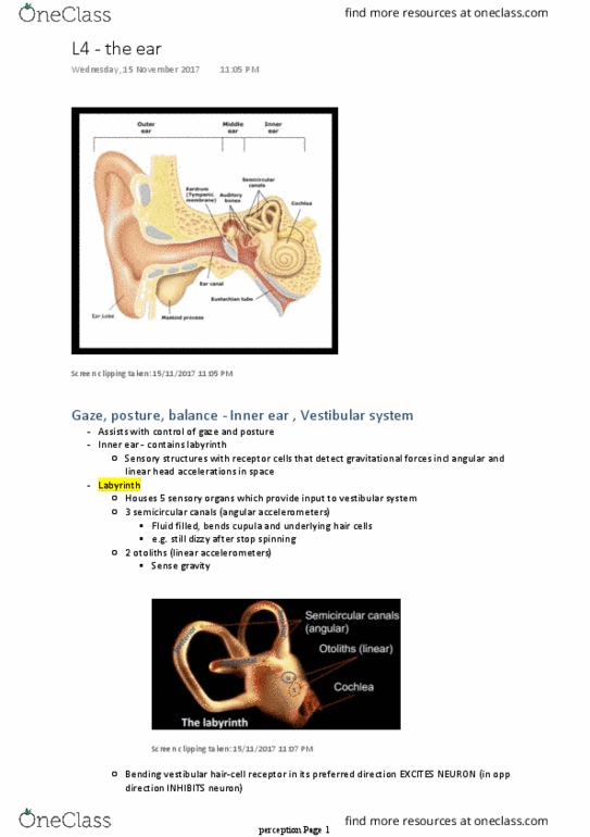 PSYC1002 Lecture Notes - Lecture 15: Semicircular Canals, Inner Ear, Eardrum thumbnail