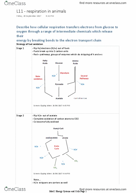 BIOL1007 Lecture Notes - Lecture 11: Flavin Adenine Dinucleotide, Nicotinamide Adenine Dinucleotide, Electrochemical Gradient thumbnail