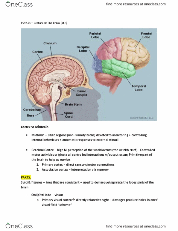 PSYA01H3 Lecture Notes - Lecture 8: Visual Cortex, Occipital Lobe, Midbrain thumbnail
