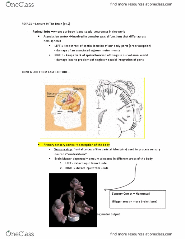 PSYA01H3 Lecture Notes - Lecture 9: Parietal Lobe, Frontal Lobe, Sensory Cortex thumbnail