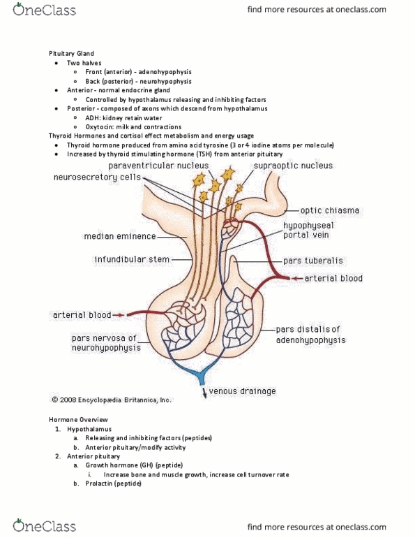 PY 105 Chapter Notes - Chapter 3: Pituitary Gland, Anterior Pituitary, Posterior Pituitary thumbnail