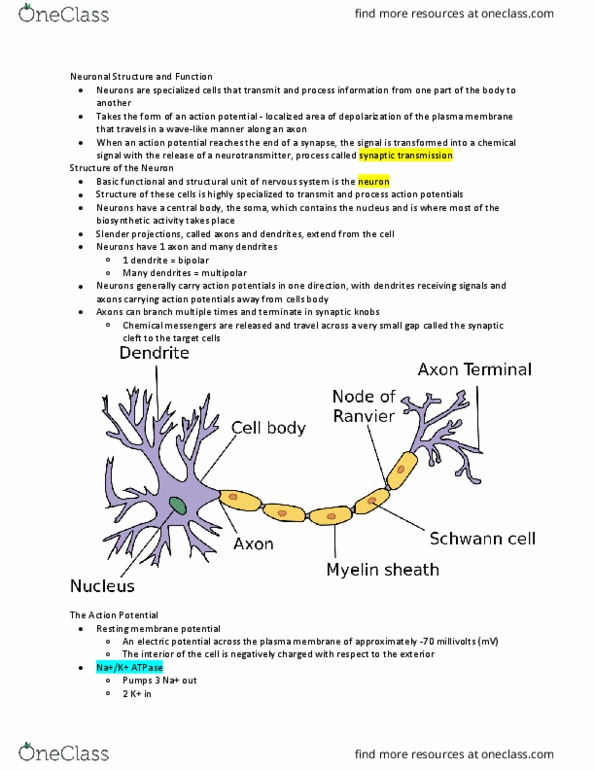 PY 105 Chapter Notes - Chapter 2: Resting Potential, Cell Membrane, Membrane Potential thumbnail