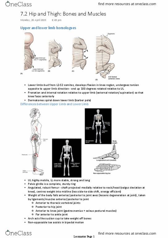 ANAT30007 Lecture Notes - Lecture 17: Suction Cup, Ankle, Hip thumbnail