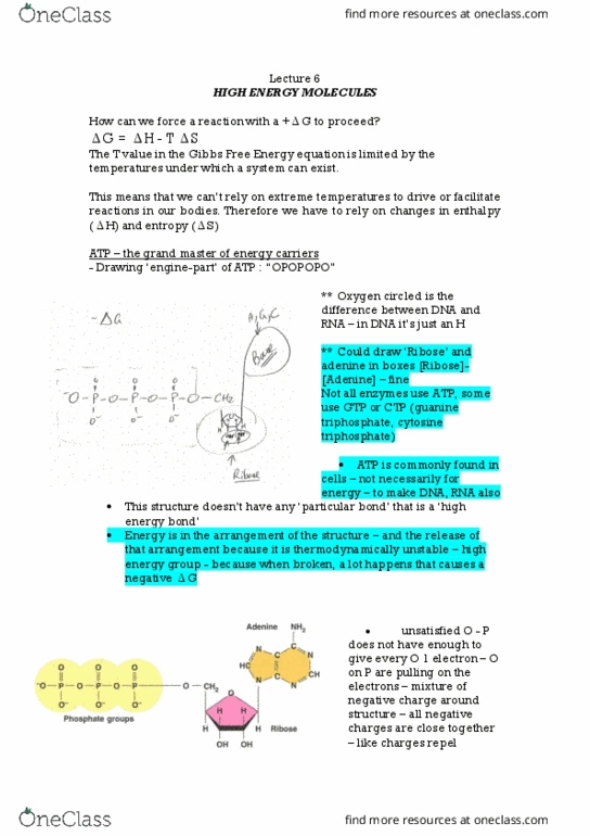 BIOC2000 Lecture Notes - Lecture 6: Ribose, Adenine, Cytosine thumbnail