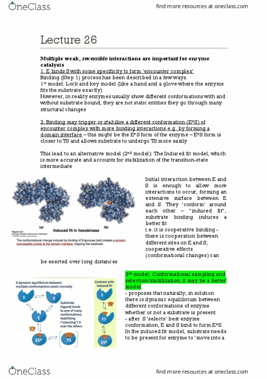 BIOC2000 Lecture Notes - Lecture 26: Enzyme Catalysis, Cooperative Binding, Conformational Change thumbnail