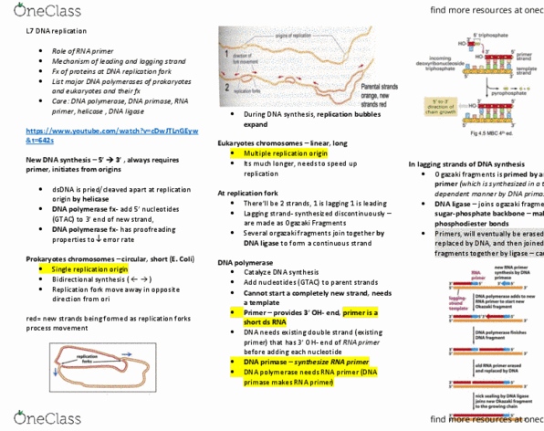 SCIE1106 Lecture Notes - Lecture 7: Dna Ligase, Dna Replication, Primase thumbnail