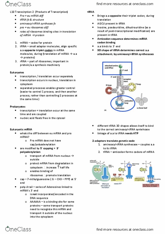 SCIE1106 Lecture Notes - Lecture 10: Inosine, Transfer Rna, Polyadenylation thumbnail