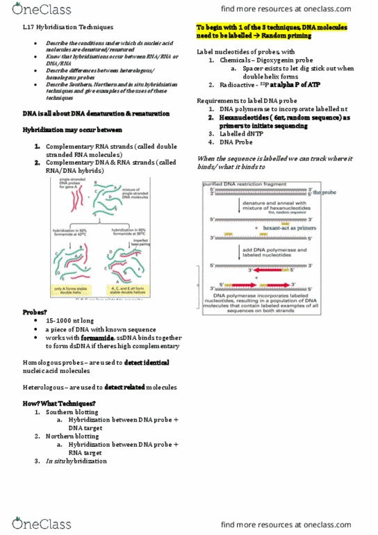 SCIE1106 Lecture Notes - Lecture 17: In Situ Hybridization, Northern Blot, Southern Blot thumbnail