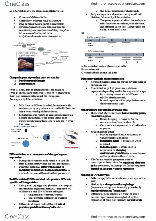 SCIE1106 Lecture Notes - Lecture 23: Histone Deacetylase, Gene Expression, Nissan L Engine thumbnail