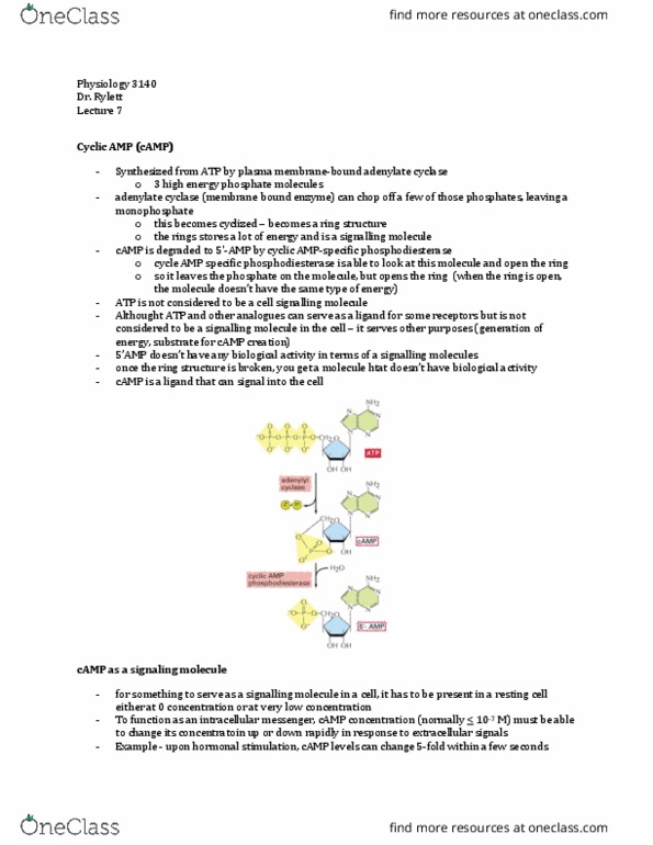 Physiology 3140A Lecture Notes - Lecture 7: Adenylyl Cyclase, Phosphodiesterase, Cell Signaling thumbnail