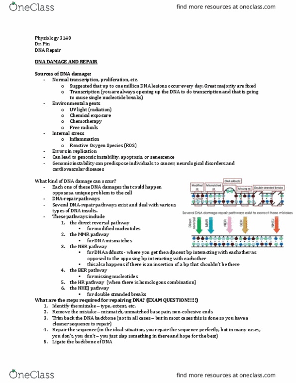 Physiology 3140A Lecture Notes - Lecture 7: Dna Mismatch Repair, Dna Adduct, Stress (Mechanics) thumbnail