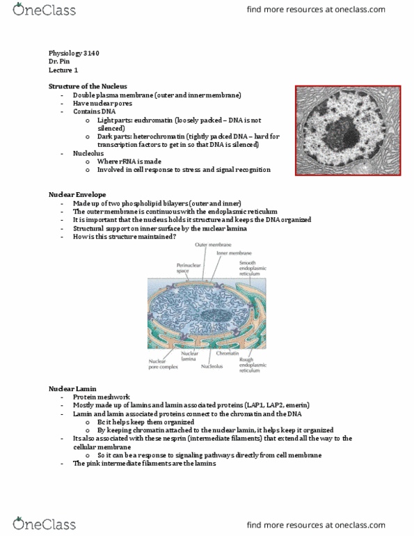 Physiology 3140A Lecture Notes - Lecture 1: Lamin B2, Nuclear Lamina, Nuclear Pore thumbnail