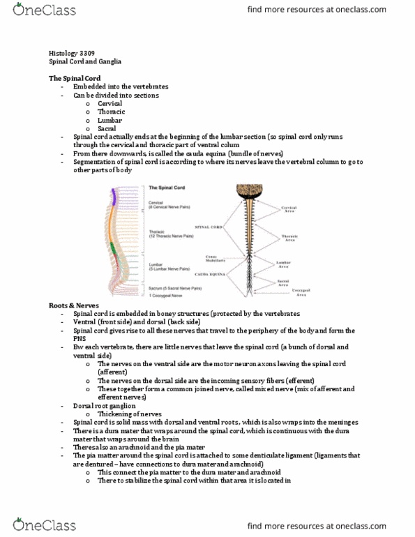 Anatomy and Cell Biology 3309 Lecture Notes - Lecture 2: Dura Mater, Cerebrospinal Fluid, Dorsal Root Ganglion thumbnail