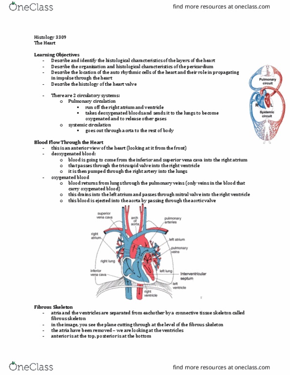 Anatomy and Cell Biology 3309 Lecture Notes - Lecture 6: Dense Irregular Connective Tissue, Superior Vena Cava, Aortic Valve thumbnail