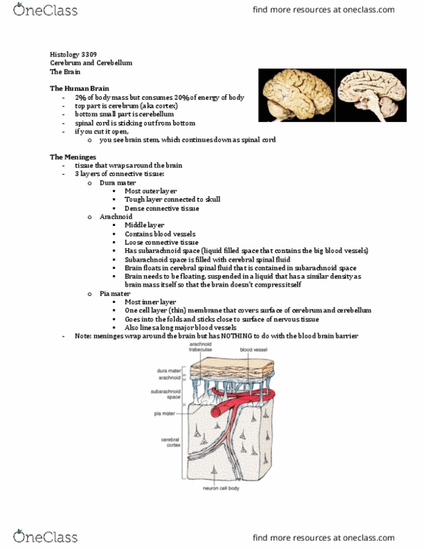 Anatomy and Cell Biology 3309 Lecture Notes - Lecture 1: Cerebrospinal Fluid, Dura Mater, Pia Mater thumbnail