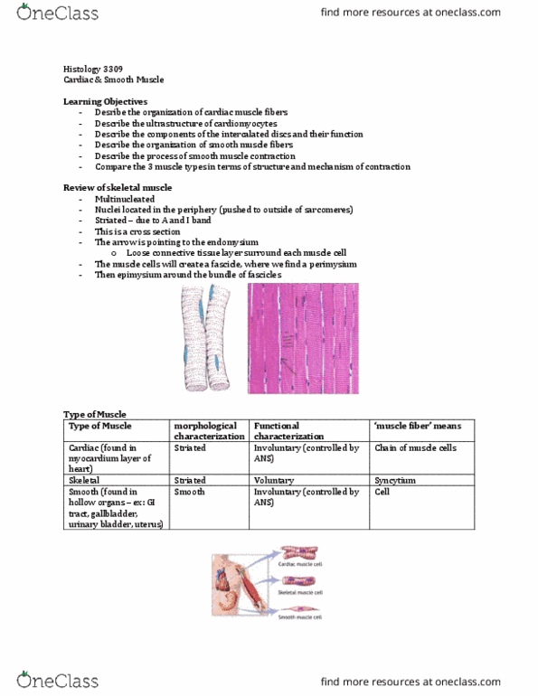 Anatomy and Cell Biology 3309 Lecture Notes - Lecture 5: Smooth Muscle Tissue, Cardiac Muscle Cell, Nuclear Membrane thumbnail