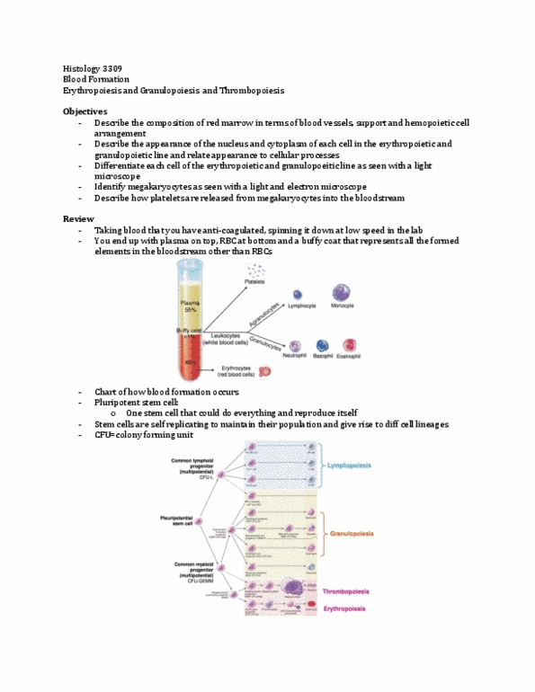 Anatomy and Cell Biology 3309 Lecture 9: Blood Formation thumbnail