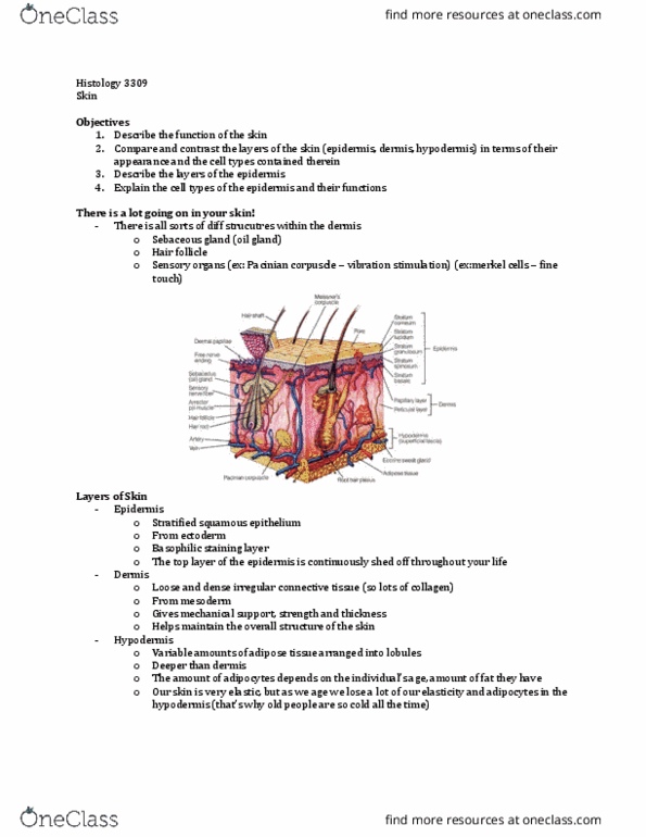 Anatomy and Cell Biology 3309 Lecture Notes - Lecture 13: Dense Irregular Connective Tissue, Stratified Squamous Epithelium, Antigen-Presenting Cell thumbnail