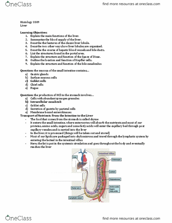 Anatomy and Cell Biology 3309 Lecture Notes - Lecture 19: Lobules Of Liver, Portal Vein, Hepatic Veins thumbnail
