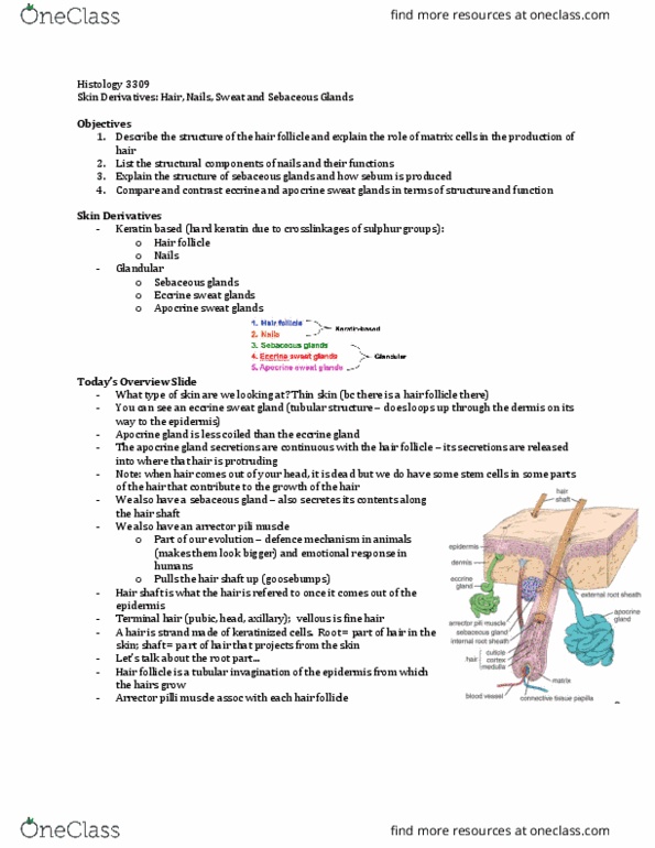 Anatomy and Cell Biology 3309 Lecture Notes - Lecture 14: Apocrine Sweat Gland, Arrector Pili Muscle, Eccrine Sweat Gland thumbnail