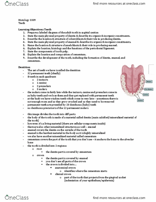 Anatomy and Cell Biology 3309 Lecture Notes - Lecture 15: Periodontal Fiber, Loose Connective Tissue, Neural Crest thumbnail